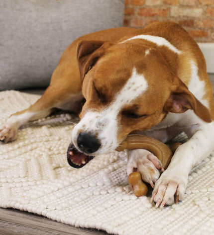 Nylabone dog chew toy in bacon flavor, large size, brown color, made for dogs to chew and promote dental health.