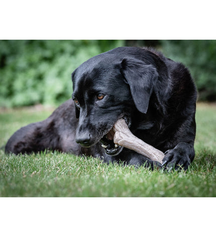 Nylabone dog chew toy in peanut butter flavor, large size, durable Nylabone dog chew toy for aggressive chewers, brown color