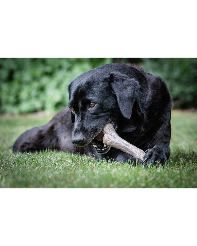 Nylabone dog chew toy in peanut butter flavor, large size, durable Nylabone dog chew toy for aggressive chewers, brown color