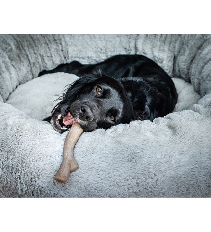 Large Nylabone peanut butter dog chew toy, durable and shaped for aggressive chewing, suitable for large dogs.