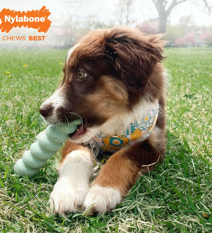 Nylabone sensory tactile stick dog chew toy in green with peanut butter and bacon flavors, designed for dogs' chewing and sensory play.