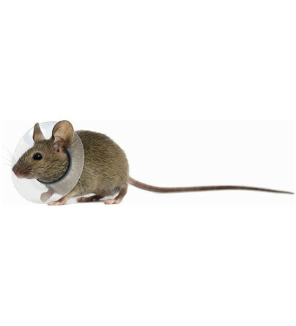 KVP transparent hamster collar for small rodents, adjustable 7.5-10 cm, soft plastic collar with secure clasp.