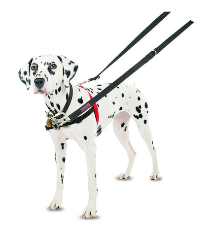 Black and red Company of Animals Halti dog harness in size M (58-86 cm) with adjustable straps for control and comfort.