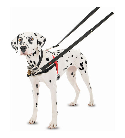 Company of Animals Halti dog harness in black and red, size M, adjustable for neck 58-86 cm, designed for comfortable control.