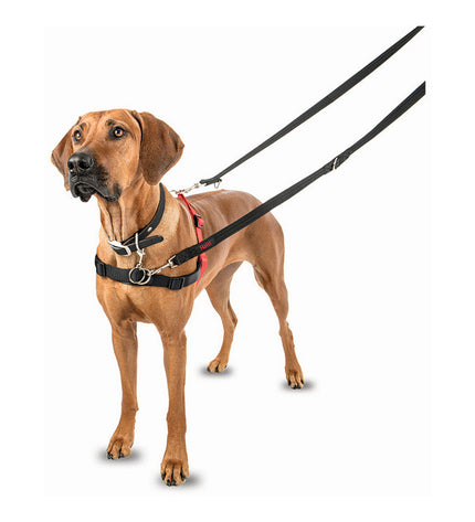 Company of Animals Halti dog harness in black and red, size M (58-86 cm), designed for comfortable, secure fitting.
