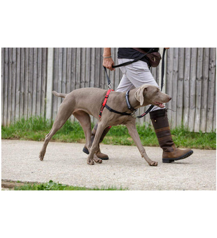 Black and red Company of Animals Halti dog harness in size L (80-120 cm) with adjustable straps and padded comfort for dogs.