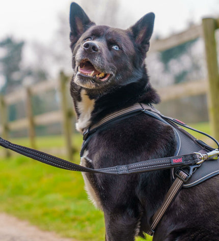 Black Company of Animals HALTI Brig Safety dog training and walking harness with adjustable straps and reflective features.
