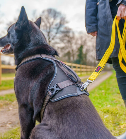 Company of Animals Hondentuigje, size L, adjustable black dog harness with secure buckle and padded straps for comfortable fit.