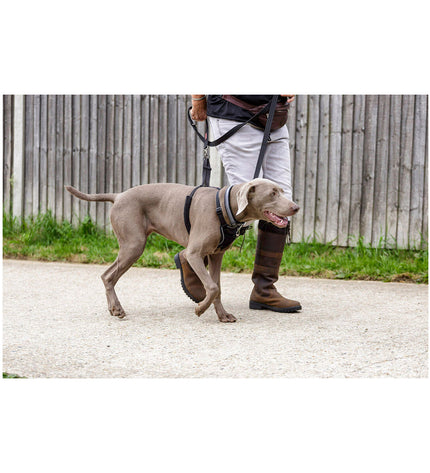 Company of Animals Halti dog harness in size S, adjustable for neck 26-36 cm, comfortable and secure dog training accessory.
