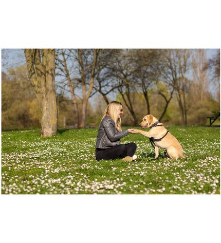 Company of Animals Halti dog harness in size M, adjustable for 34-56 cm neck, shown on a dog with secure fit and padded straps.