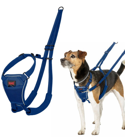 Blue Company of Animals Hondentuigje for dogs, adjustable harness with padding and secure buckle, designed for comfortable walking.