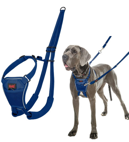 Blue Company of Animals dog harness in cobalt color, adjustable with straps and buckles for a secure fit.
