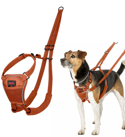 Orange Company of Animals dog harness with adjustable straps and metal buckle, designed for secure and comfortable fitting.