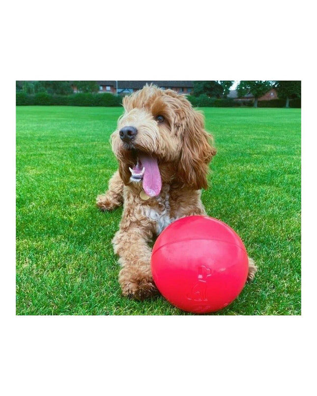 Blue Hondenspeelgoed Boomer by Company of Animals, 100mm dog toy, made of durable material for interactive play.