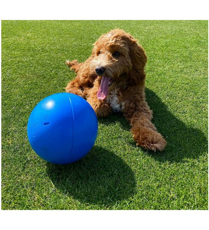 Company of Animals Boomer dog toy in blue, 100mm, made of durable material for dogs, designed for chewing and fetch activities.