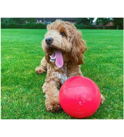 Company of Animals Boomer dog toy, 250mm polypropylene dog toy for dogs, durable and safe for chewing and play.