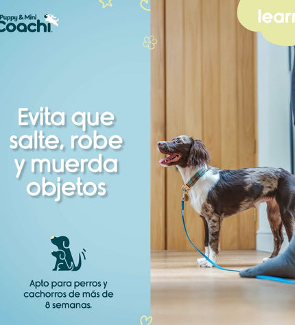 Green Coachi training leash for puppies and small dogs, 2.5 meters long, with a sturdy nylon design and metal clasp.