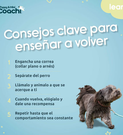 Green Coachi Puppy & Mini dog training band, 5 meters long, made of durable material, suitable for small and puppy dogs.