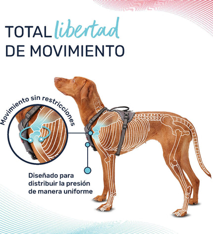 Gray Company of Animals dog harness in size Medium, adjustable for 35-55 cm neck, suitable for everyday walks.