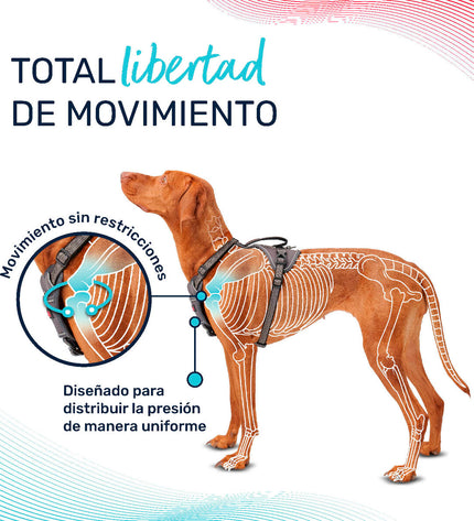 Company of Animals turquoise dog harness XS size, adjustable for 20-32 cm neck, suitable for small dogs, made of durable material.