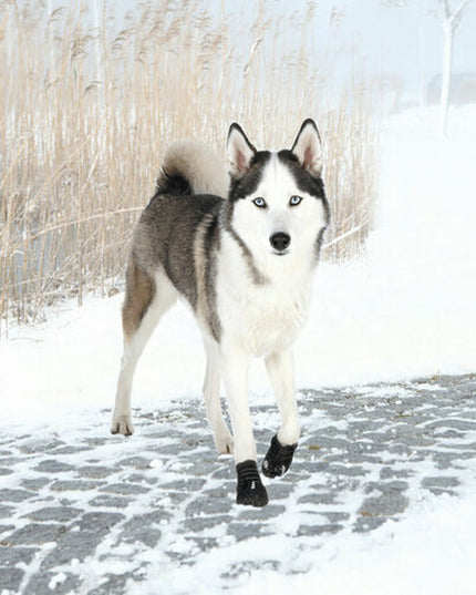 V3H75B466D33EF88576C09D766298B2BF1AR7439954P4