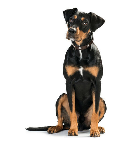 Hunter Swiss dog collar in size 35-39.5 cm, featuring durable material and adjustable fit for comfortable pet wear.