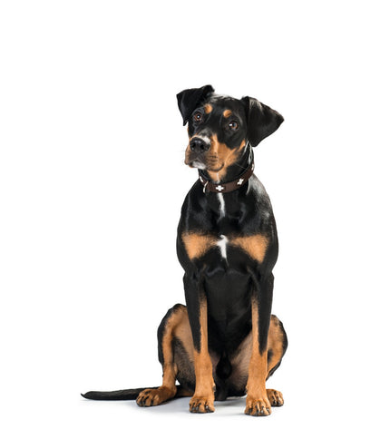 Hunter Swiss dog collar in black, adjustable 35-43 cm, made of durable material, featuring a metal buckle for secure fit.