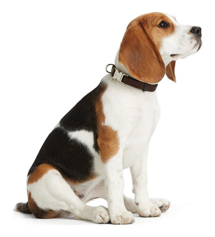 Hunter Alu-Strong black dog collar for medium dogs, 40-55 cm, with sturdy aluminum design and adjustable fit.