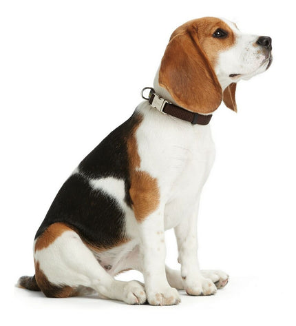 Hunter Basic Alu-Strong dog collar in size L with reflective stitching, adjustable for dogs 45-65 cm neck size, durable and lightweight.