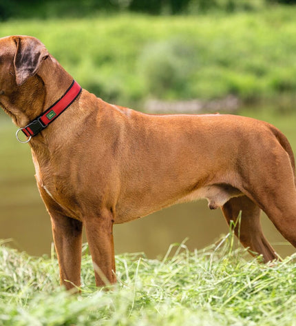 Hunter neoprene dog collar Vario in red with adjustable strap, suitable for dogs 35-40 cm neck size, featuring a secure buckle.