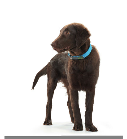 Hunter Convenience Turkoois dog collar for medium-sized dogs, featuring a vibrant turquoise color and adjustable fit.