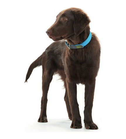 Hunter Convenience turquoise dog collar for medium-sized dogs, 42-50 cm, with adjustable strap and sturdy buckle.