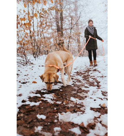 Hunter Convenience dog collar in orange, adjustable for 47-55 cm neck size, with a secure buckle and durable material.