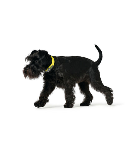 Hunter Convenience dog collar in yellow, size L/XL, adjustable 53-61 cm, made for comfortable and secure pet wear.