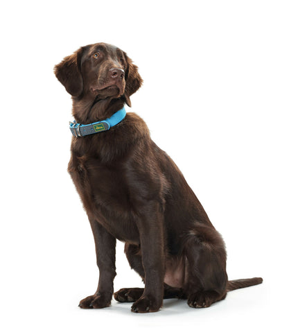 Hunter Convenience dog collar in turquoise, size L/XL, made for large dogs, featuring durable material and adjustable fit.