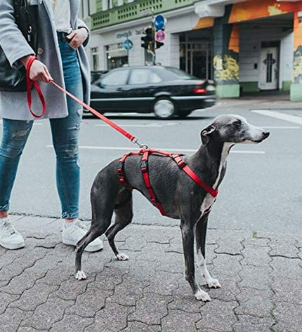 Hunter red dog harness for small to medium dogs, 36-51 cm neck, 48-70 cm chest, adjustable, shown on a dog.