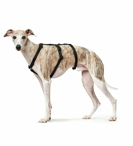 Hunter black dog harness for medium/large dogs, shows adjustable straps and secure buckle on soft nylon material.