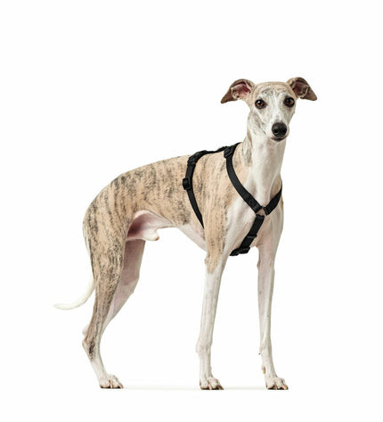 Hunter black dog harness for medium to large dogs, showing adjustable straps and padded interior for comfort.
