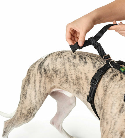 Hunter dog harness in black, size L/M, made for dogs, with adjustable straps and sturdy material for comfortable control.