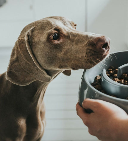 Hunter Melamine dog food bowl, 550 ml, durable and lightweight, with a wide opening and non-slip base for feeding dogs.