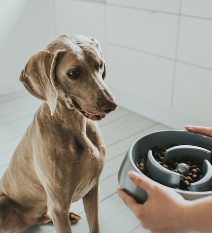 Hunter melamine dog feeder bowl with 900 ml capacity, featuring a durable, easy-to-clean design for feeding dogs.