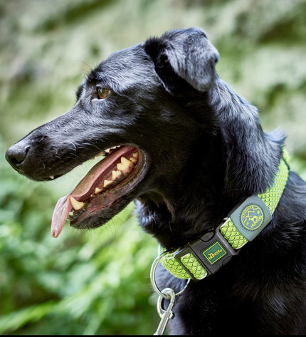 Hunter Vario Plus dog collar in lime with adjustable size, featuring a sturdy design for medium to large dogs.