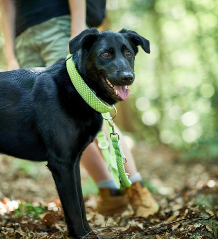 Hunter Plus Draad XL dog collar in lime, adjustable for 45-70 cm neck size, made of durable material for pet comfort.