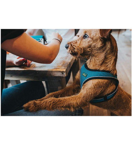 Hunter Hilo Comfort dog harness in orange, 55-60 cm, designed for dogs, with adjustable straps and padded material.