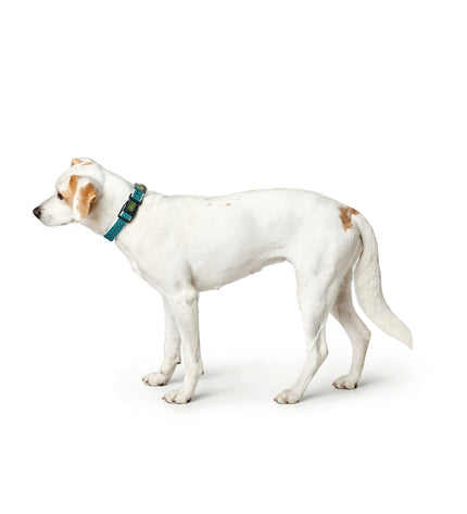 Hunter Turquoise dog collar with adjustable strap and metal buckle, designed for comfortable fit and stylish look.