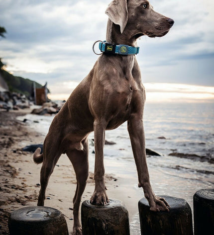 Hunter Plus Draad turquoise dog collar for large breeds, adjustable 45-70 cm, featuring durable turquoise nylon and metal hardware.