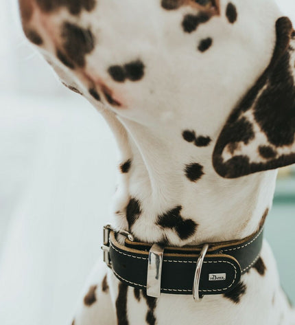 Hunter Aalborg black dog collar for small to medium dogs, adjustable 20-24 cm, with durable design and secure buckle.