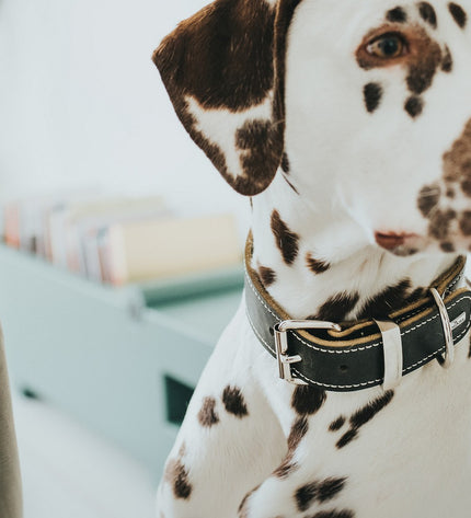 Black Hunter Aalborg dog collar for small to medium dogs, adjustable 30-38 cm, with sturdy design and comfortable fit.