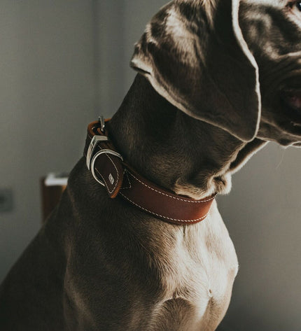 Hunter Aalborg Cognac dog collar for small dogs, 20-24 cm, made of durable material, showcasing stylish design and secure clasp.