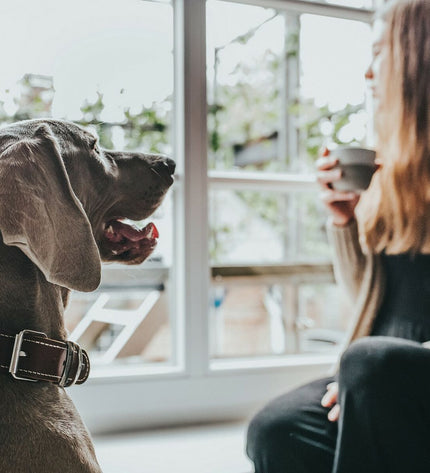 Hunter Aalborg Cognac dog collar for small dogs, adjustable 20-24 cm, made of durable leather with elegant design.